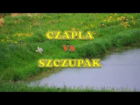 Czapla wyciągająca ryby ze stawu (Heron vs Pike)  || Szczupak || Karaś || Duży Okoń ||