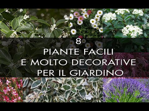 , title : '8 piante facili e molto decorative per il giardino 🌸🌺🌼'