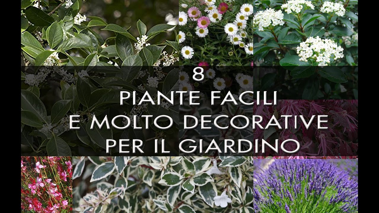 Watch Now 8 piante facili e molto decorative per il giardino 🌸🌺🌼 8 piante facili e molto decorative per il giardino 🌸🌺🌼