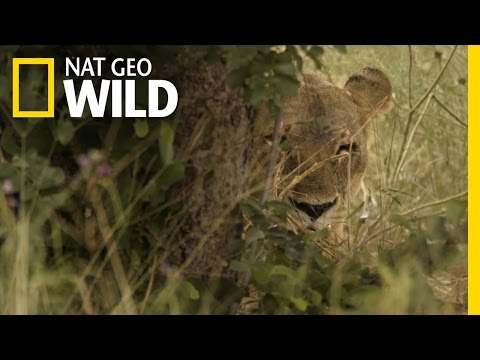 Lions Are Always Lurking | Night on Earth