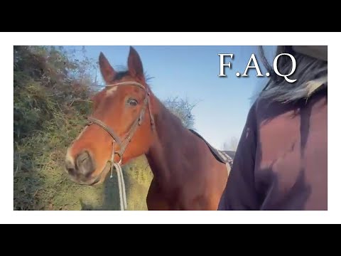 [FAQ] My criteria for my future horse??!