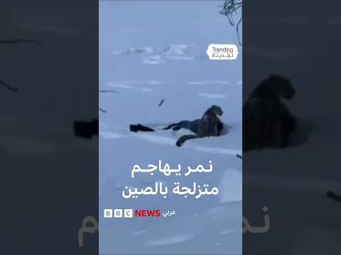 نمر ثلجي يهاجم متزلجة في الصين