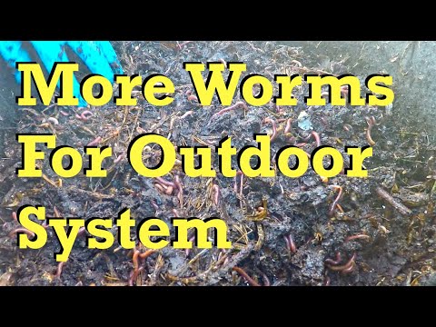 More worms collected for the outdoor bag system - vermicomposting