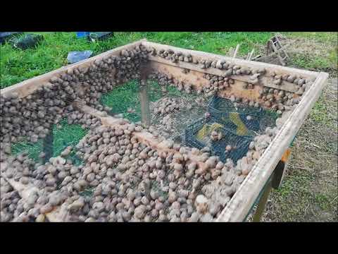 Zbiory ślimaka 2020 1 tona w 1 dzień