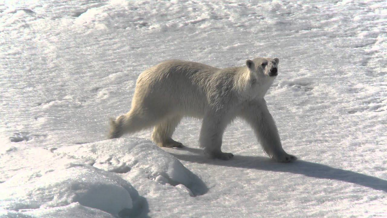 polar bears on thin ice.mov