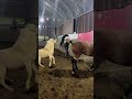 Beautiful Horse Is Having Fun Together 2023