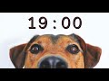 19 Minute Timer for School and Homework - Dog Bark Alarm Sound