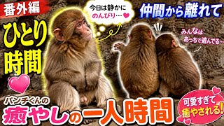 パンチくん、今日はひとりでのんびり…🐒💕 癒やしの「一人時間」が可愛すぎる #ニホンザル #市川市動植物園 #日本猿