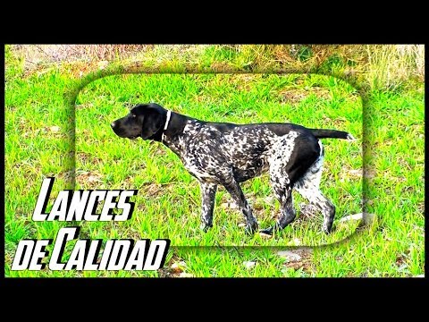 CAZA de CODORNICES SALVAJES