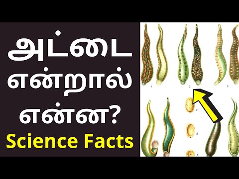 அட்டைப் பூச்சி என்றால் என்ன? | Leech Clitellata Meaning in tamil | Science Facts 2021