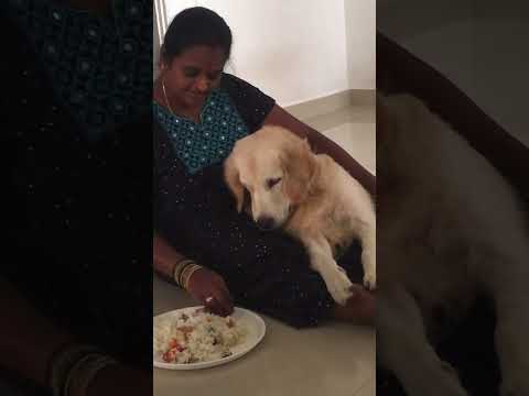 #max #goldenretrieverpuppy