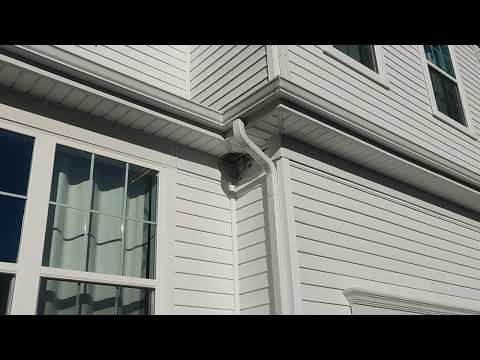 Behind the Drain Pipe is a Hornet Nest in North Brunswick, NJ