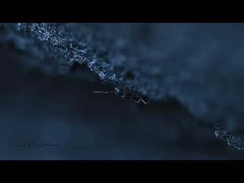 James Malikey - Moody Blue (Official Visualizer)