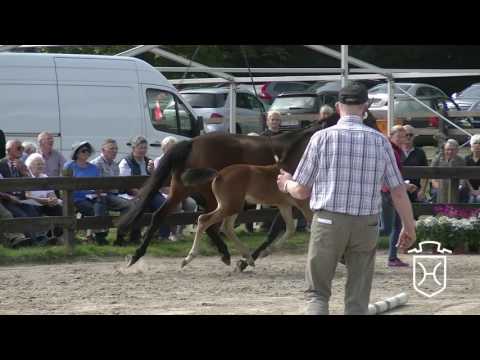 IZ095CH Stutfohlen von Van Gogh - Quality - Casado