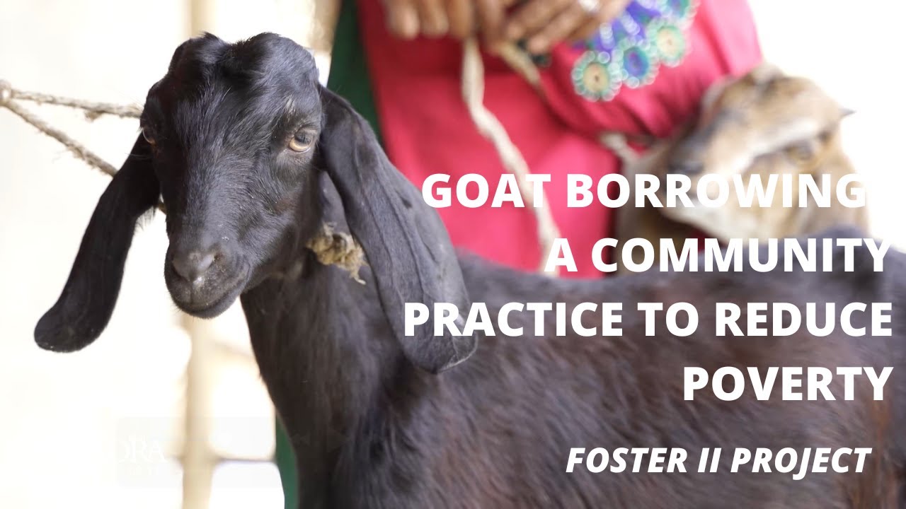 Goat Borrowing: A Community Practice to Reduce Poverty