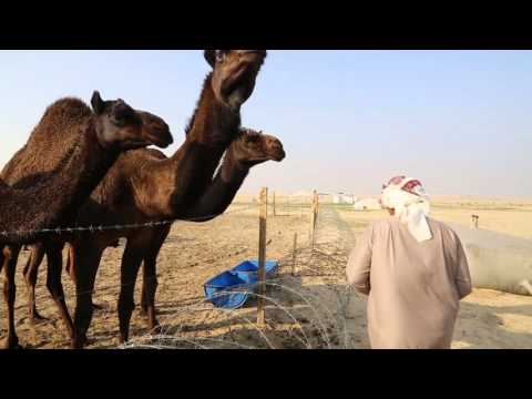 Kuwait Sand desert