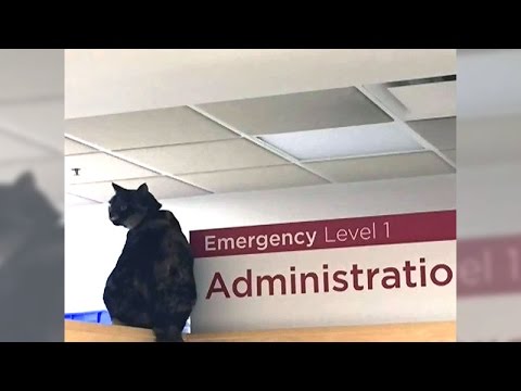 Watch lagu Images Videos Ctv News Victoria Cat, Watch Images Ctv News Victoria Cat free Watch Images, Watch Images Ctv News Victoria Cat