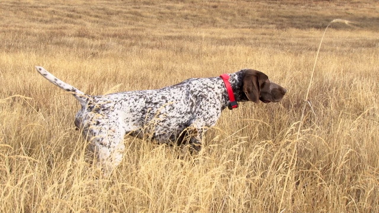 Cazando Codornices con bracos en tierras leonesas