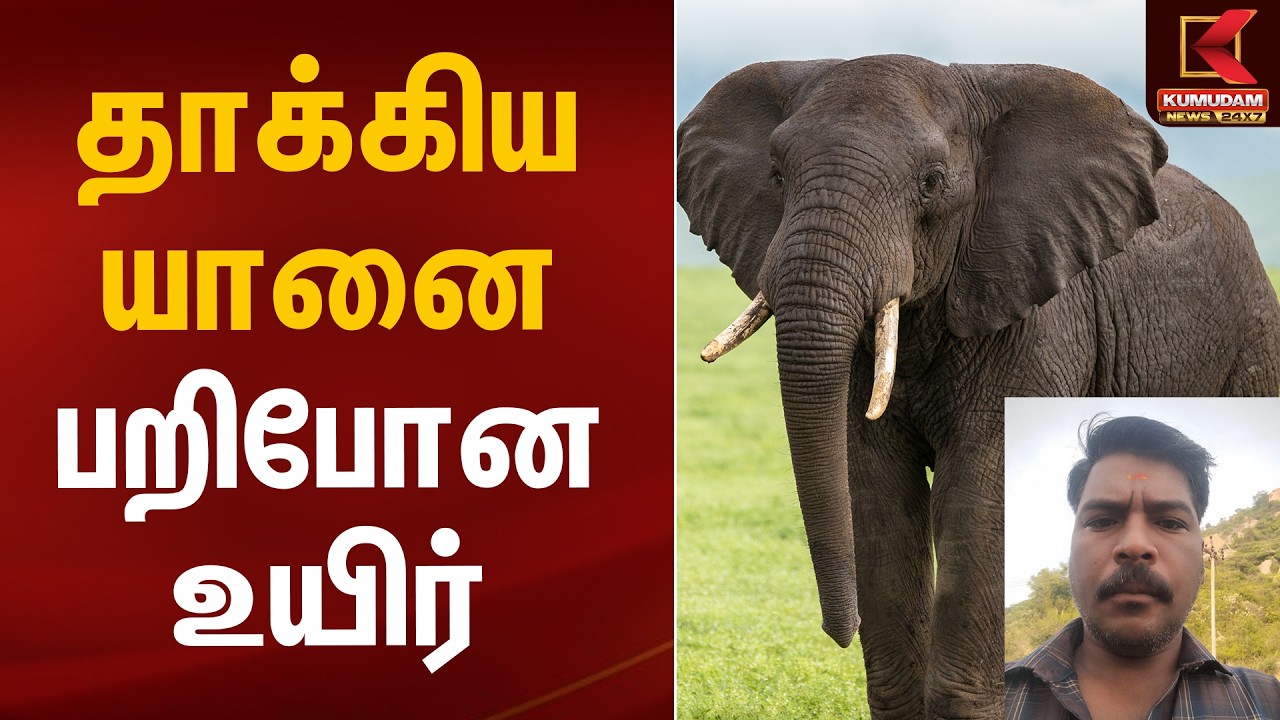 தாக்கிய யானை.. பறிபோன உயிர்.. | Krishnagiri Elephant Attack | Kumudam News