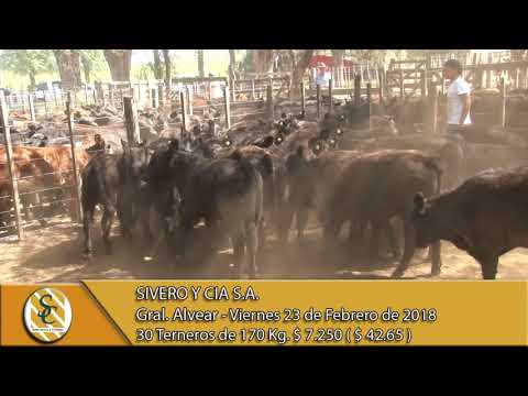 23-02-18 Venta de Machos - Sivero y Cia S.A. - General Alvear.