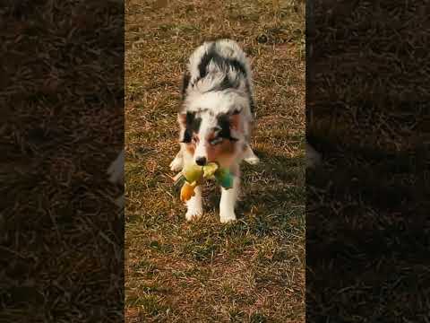 Australian Shepherd puppy for sale