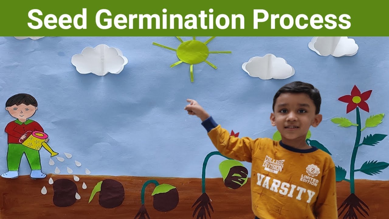 What is seed Germination? | EVS Project | Seed Germination Process | Plant Germination