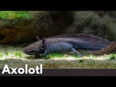 Axolotl mexický (Ambystoma mexicanum)
