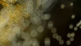 Deftones - Lucky You