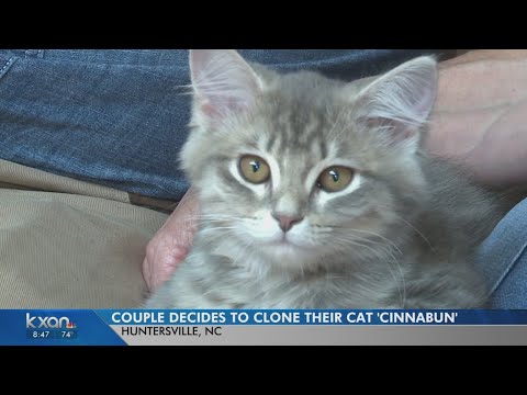 Couple uses Texas-based company to clone beloved family cat