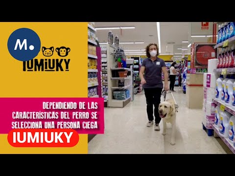 IUMIUKY: La instrucción del futuro perro guía y la historia de Sordita | Mediaset