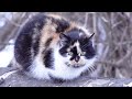 Beauty Calico Cat Wants Food