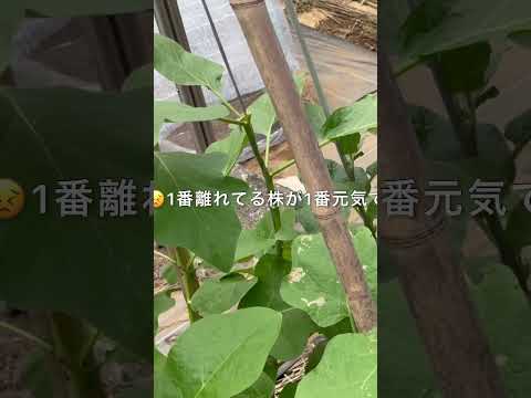 庭に蝶を引き寄せる方法