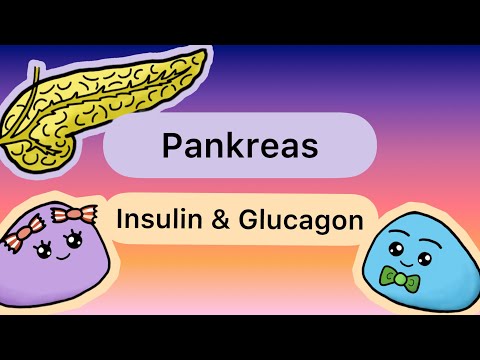Hormone der BAUCHSPEICHELDRÜSE (Insulin & Glucagon)
