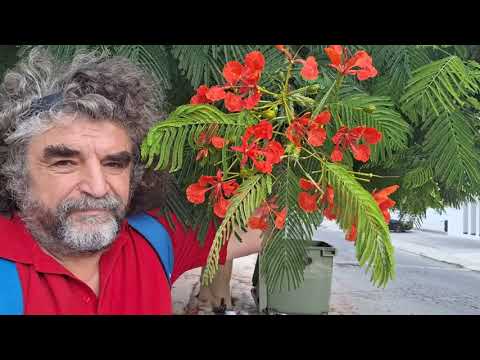 Botanikus a konyhában - 229. A lángfa (Delonix regia)