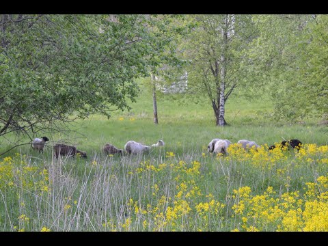 Ei viläkään toimi