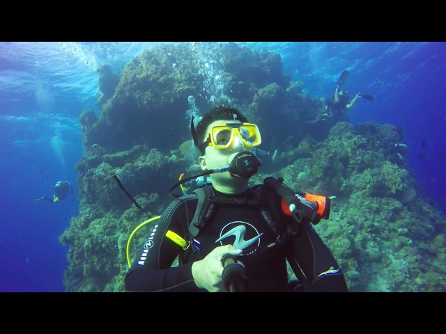 Great Barrier Reef - Scuba - Cod/Shark Feed, Live aboard, Night dive, and more