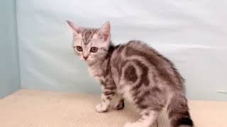 アメリカンショートヘアの動画01