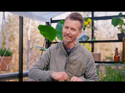 Kökets trädgård del 2 - Lyckas mer örter - Köket