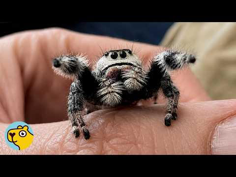 Tiny Spider Demands Cuddles and Playtime