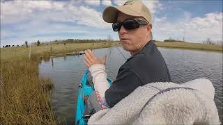 Drop shot bass in the Bonafide