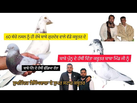 Baba Dhanna Te Baba Pannu De Aap Baazi Shade Kabootar Original Di Pehchan Full Low Breed Sukhjinder