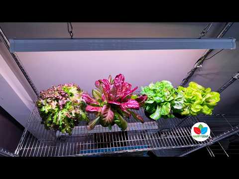 Full Spectrum Grow Lights: What It Really Means for Your Plants