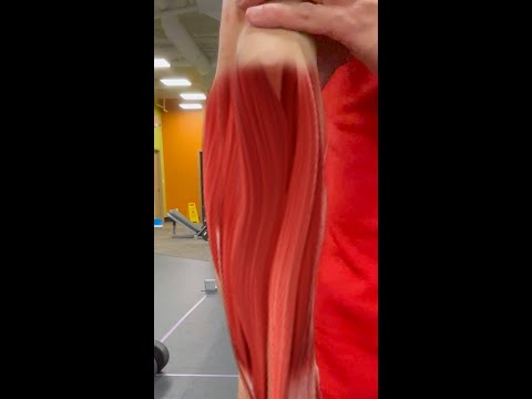 Want Bigger Forearms? DO THESE!