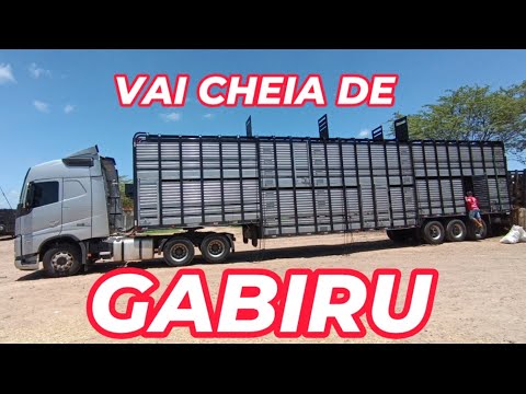 Separando gabirus com Saulinho e Zé do Brejinho em Tabira-PE