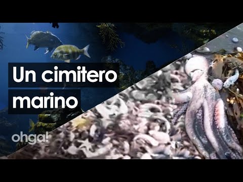 Il disastro ambientale che ha trasformato la Kamchatka da paradiso terrestre a cimitero marino