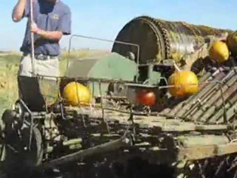 Tökkombájn eladó - egyedi gyártás, jó állapotban, tökmagmosóval