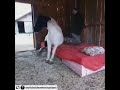 Amazing Horse Sleeping in Bed👏😀 please subscribe may channel for more funny videos thank yuo