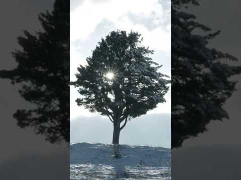 Ultimate Gulmarg Winter Guide | Skiing, Scenery & Tips | Himalayan Paradise | Episode 15