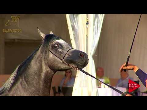 N.92 LARANDO - 2017 Pride Of Poland - 4/6 Years Old Stallions (Class 10)