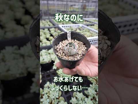 屋外の多肉植物 - 庭に芸術的な雰囲気を加えるためのヒントとアイデア  庭園